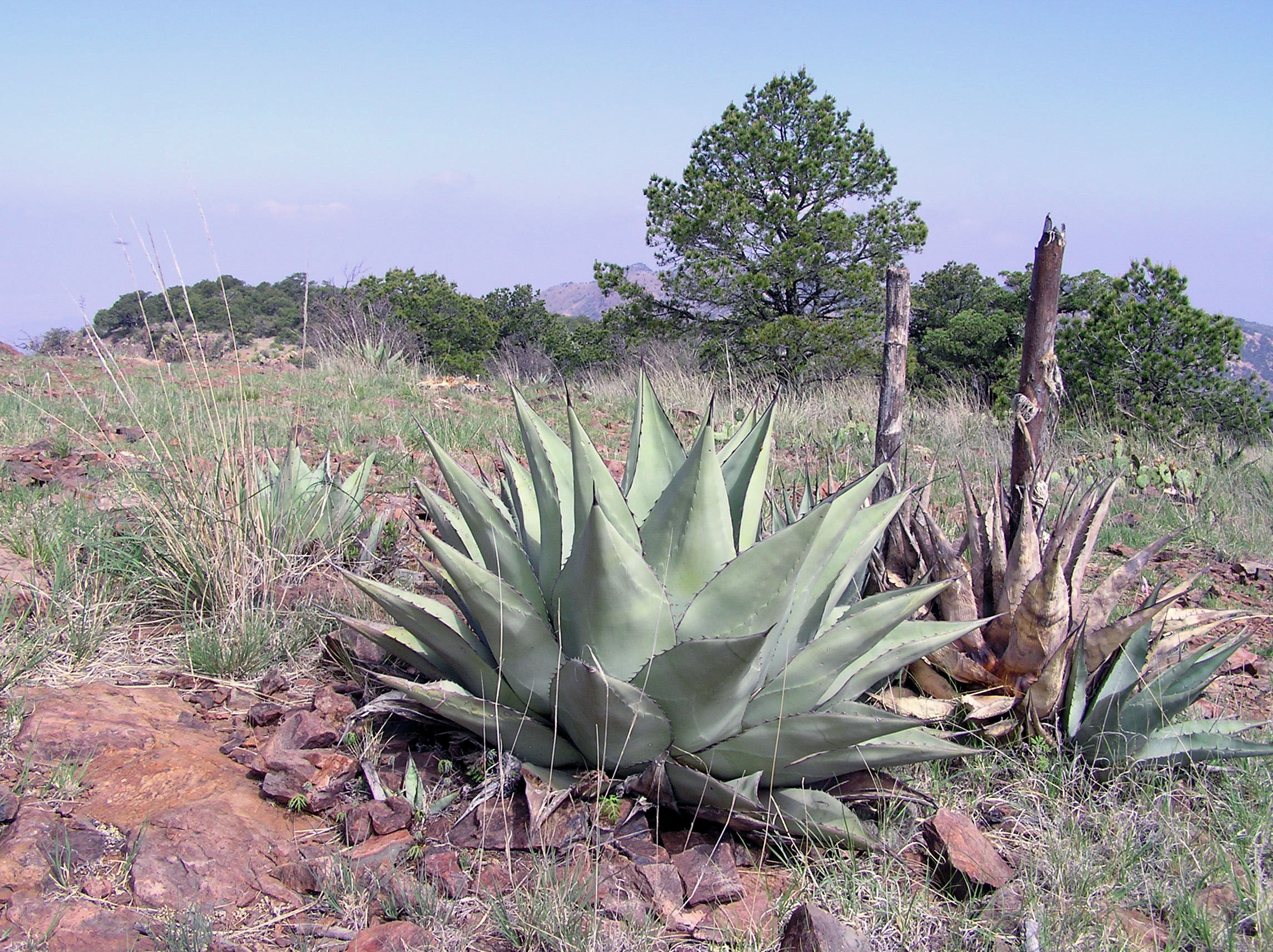 Agave havardiana
