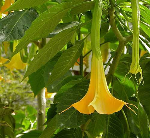 Brugmansia pumpkin yellow Samen