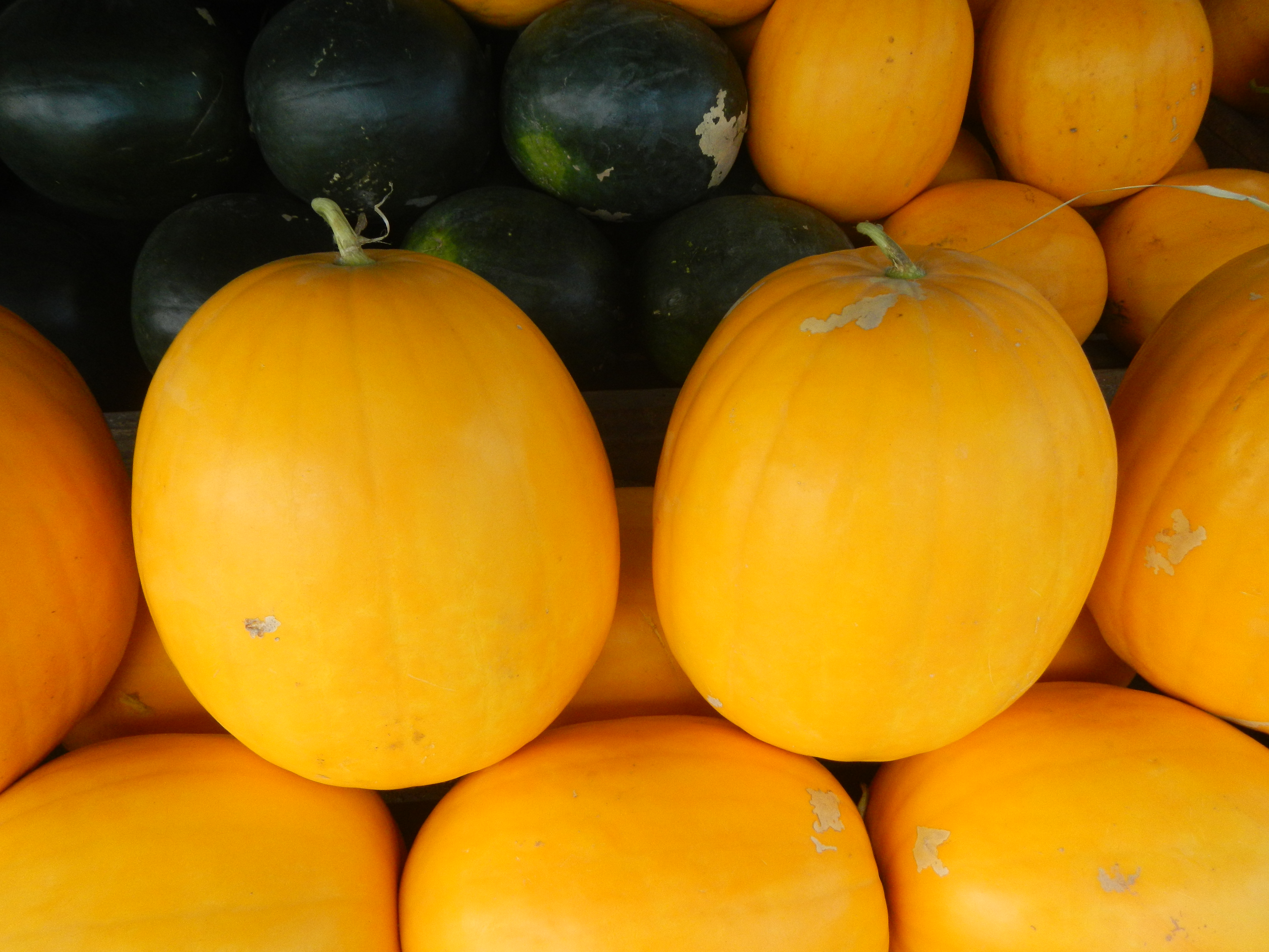 Citrullus lanatus