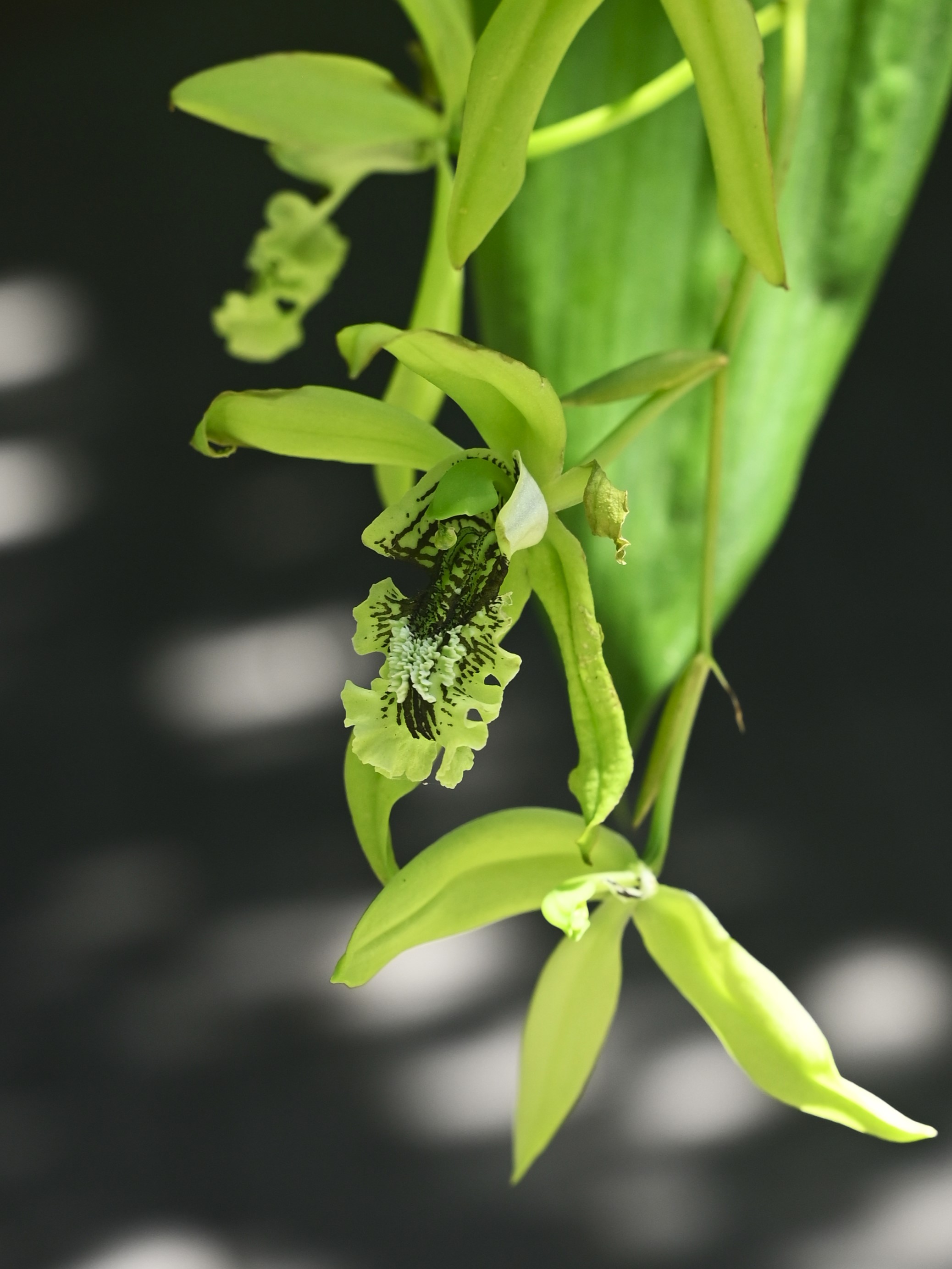 Coelogyne mayeriana