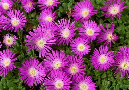 Delosperma pilosulum