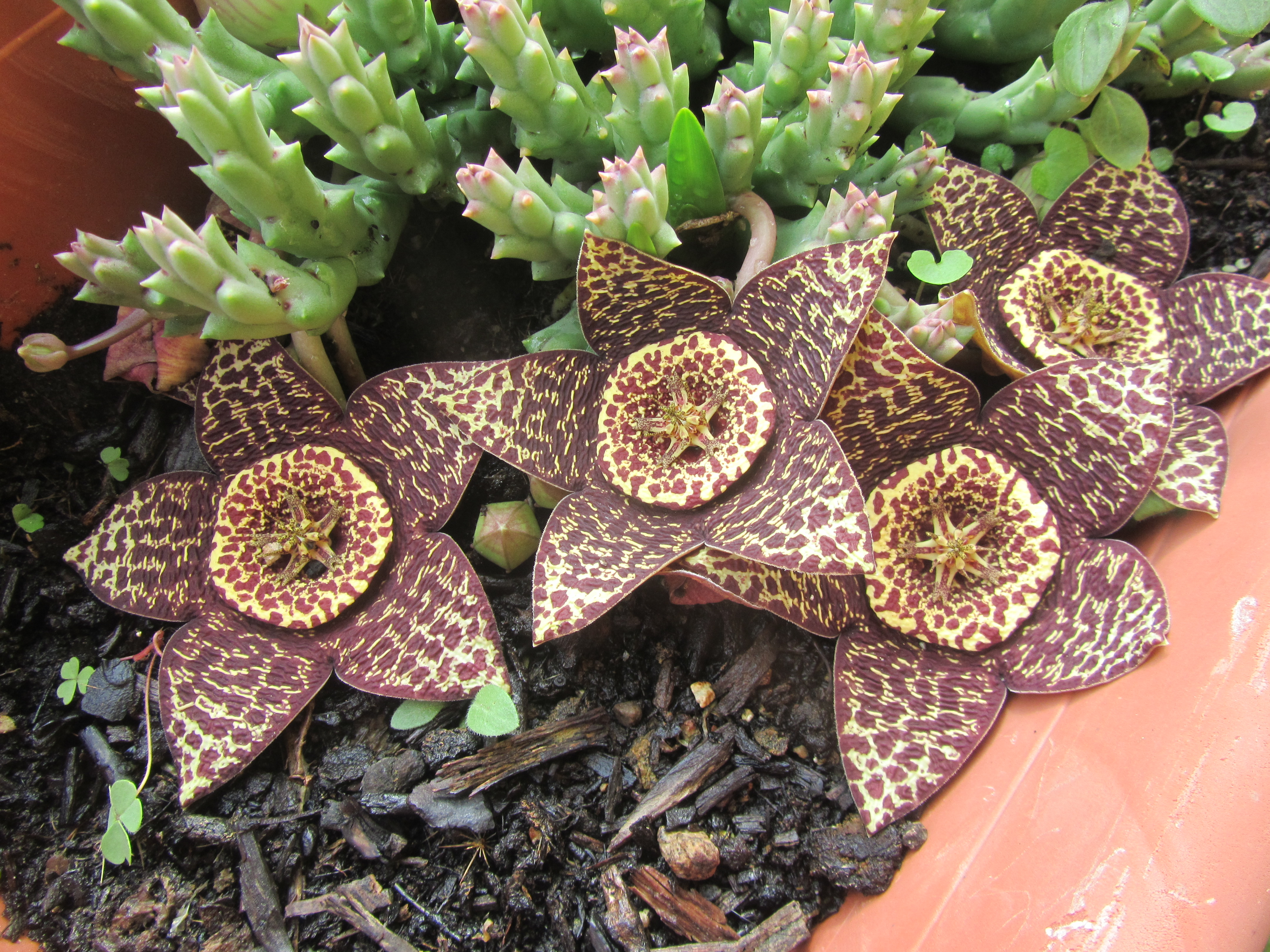 Ceropegia variegata