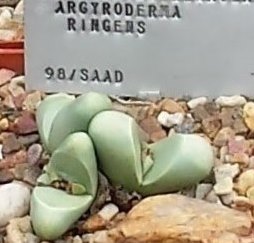 Argyroderma ringens