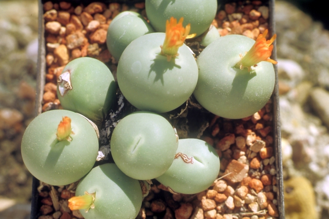 Conophytum calculus