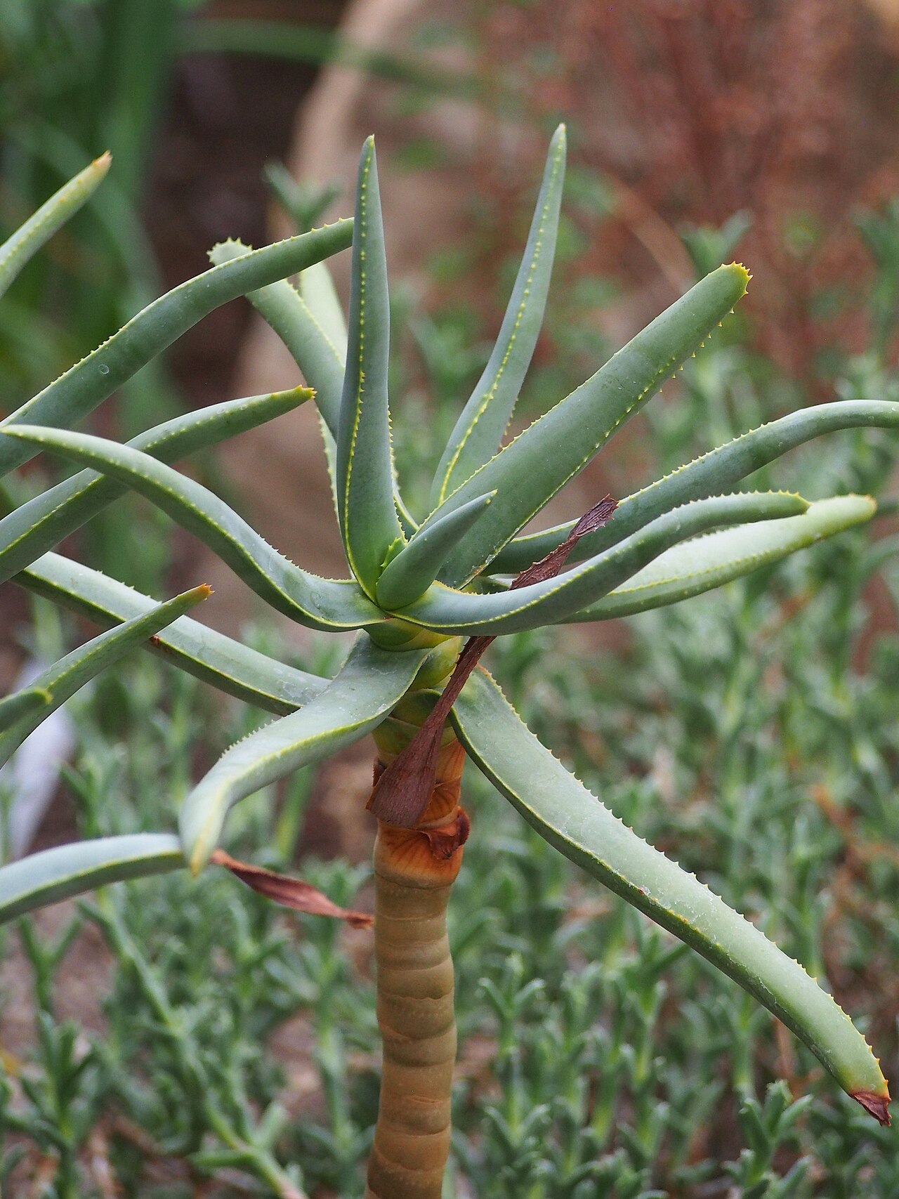 Aloe ramosissima