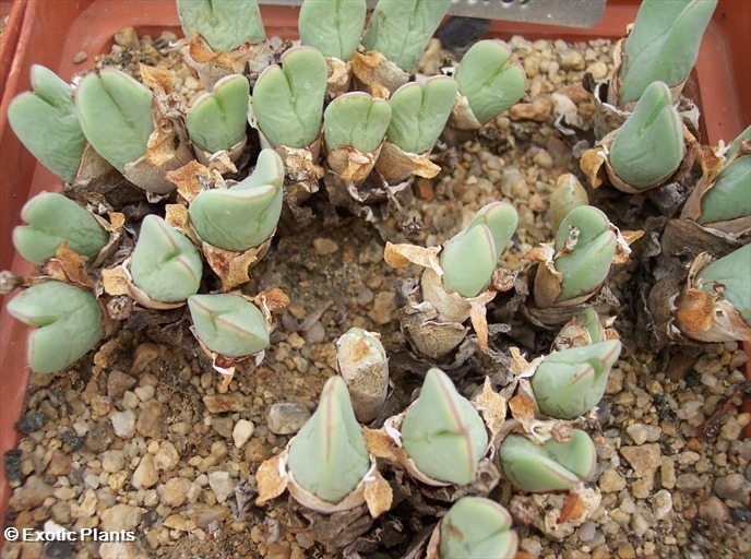 Conophytum andausanum Samen