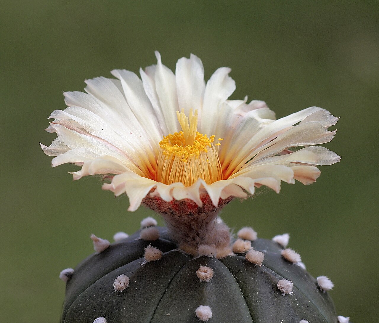 Astrophytum asterias v. nudum