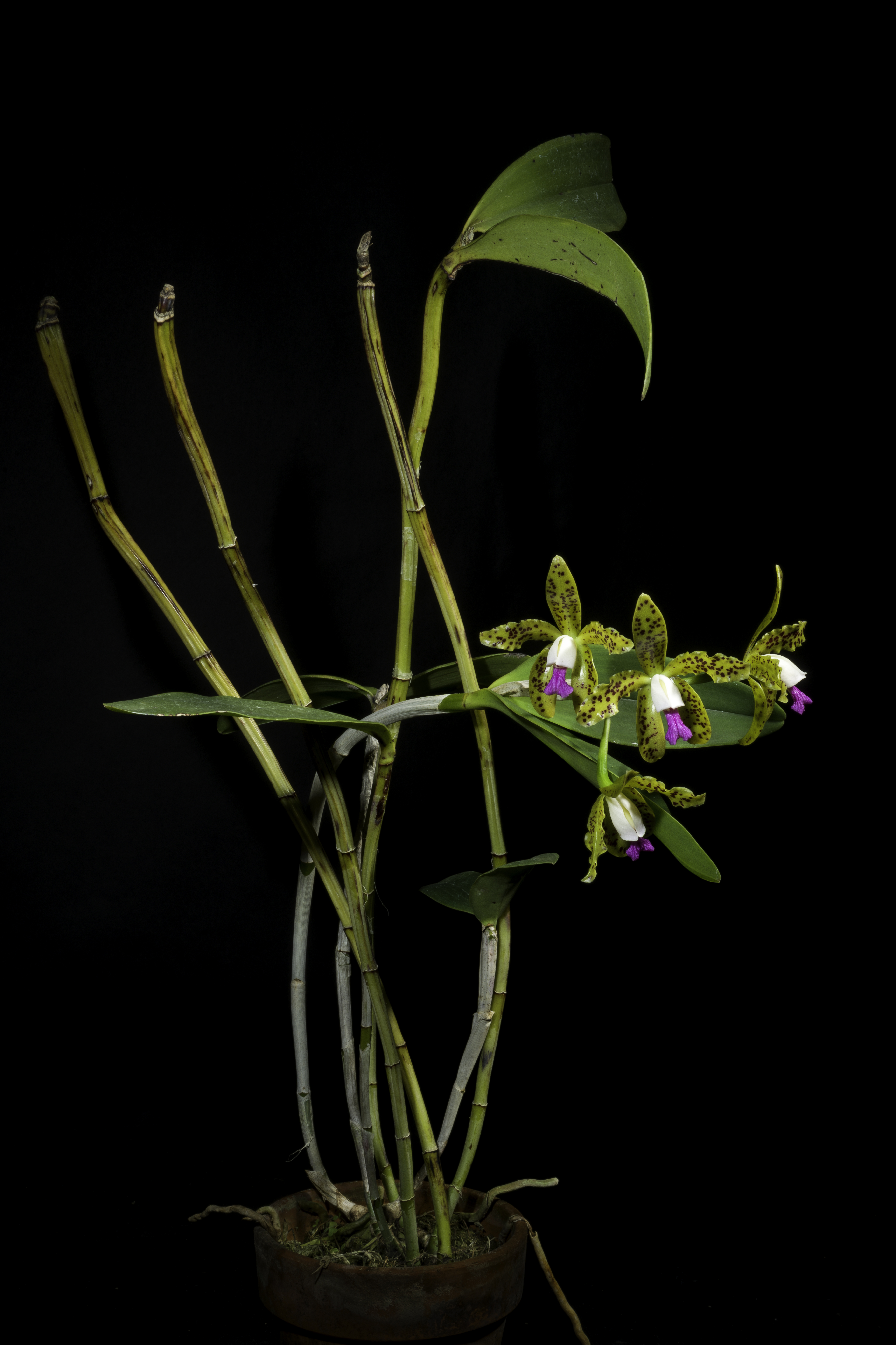 Cattleya leopoldii