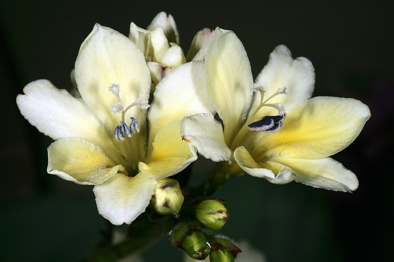 Babiana odorata