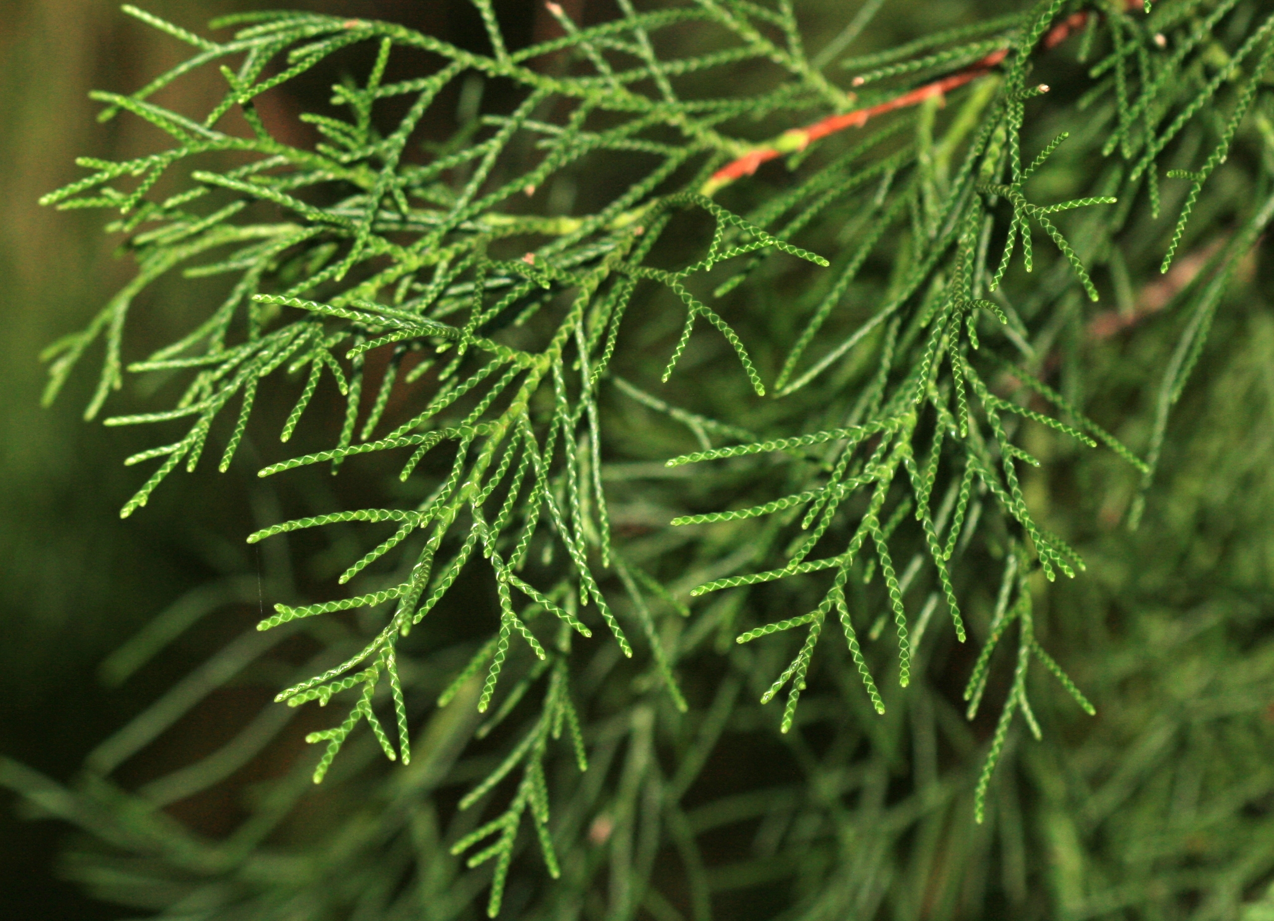 Cupressus torulosa