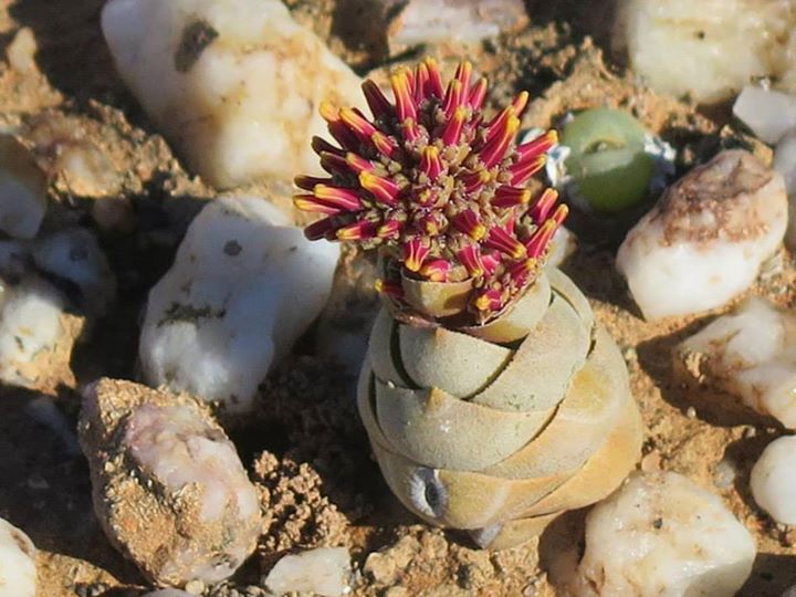 Crassula columnaris