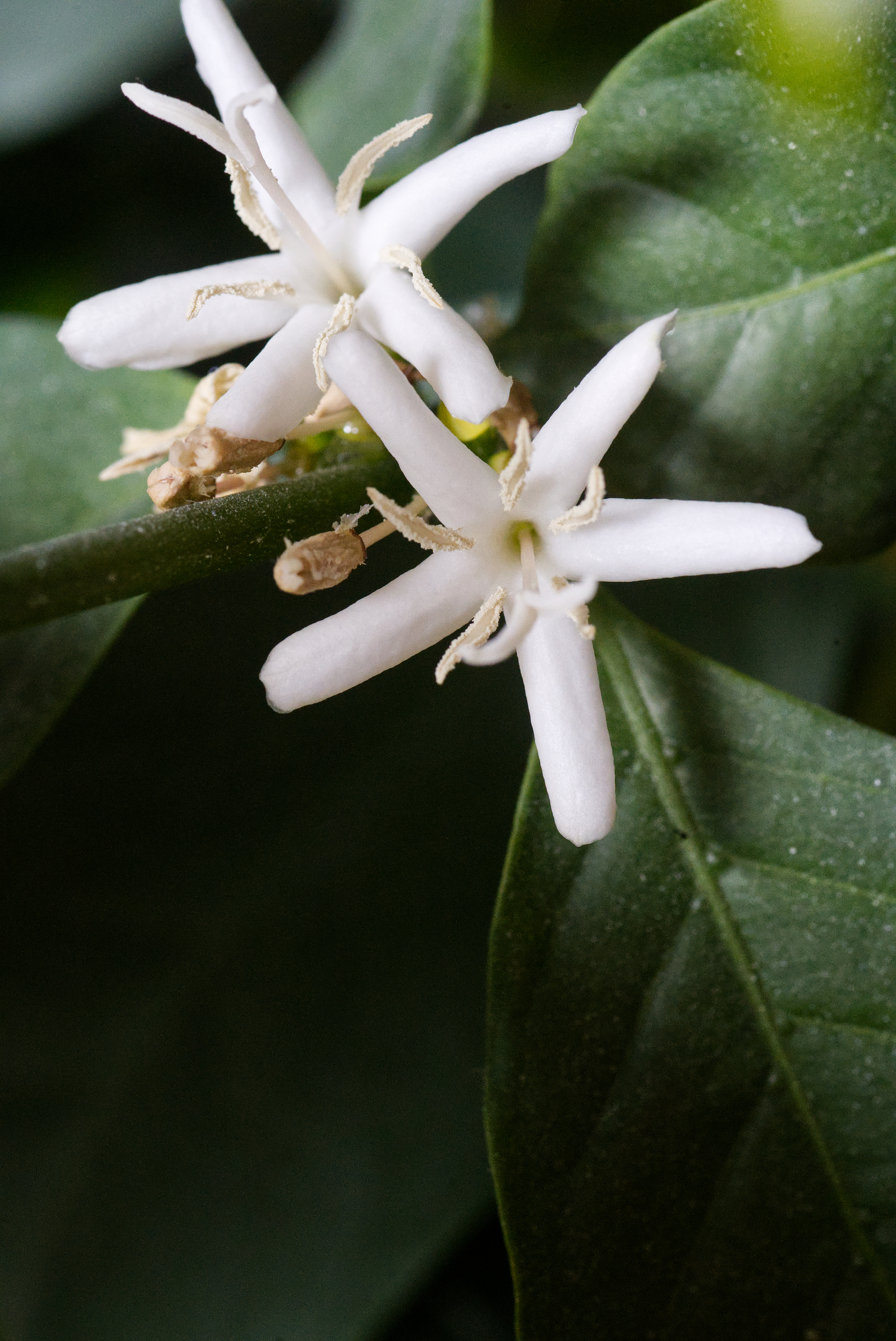 Coffea arabica