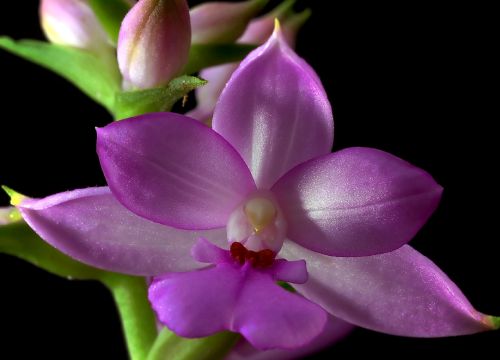 Calanthe sylvatica