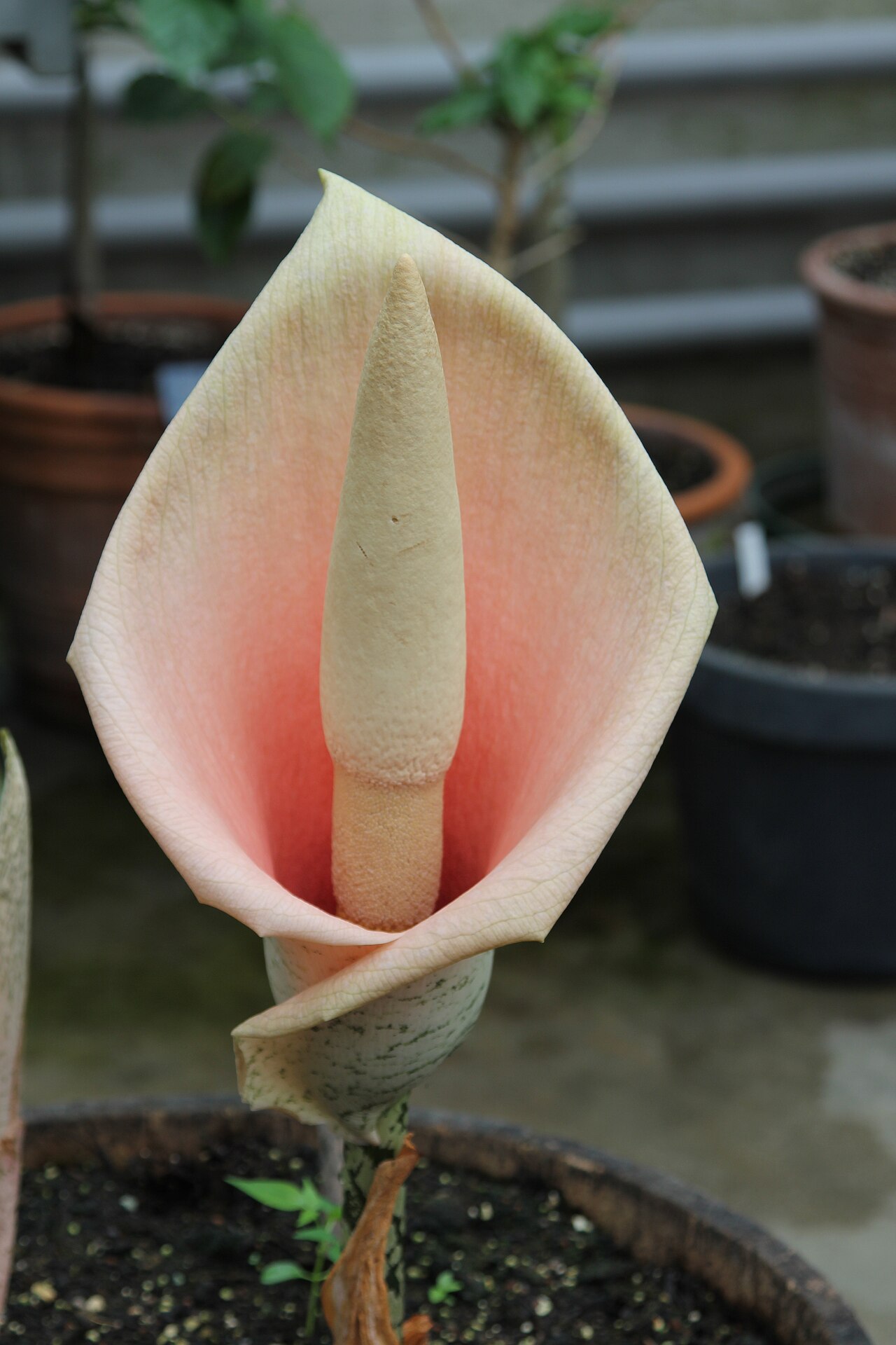 Amorphophallus bulbifer