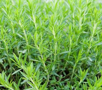 Artemisia dracunculus