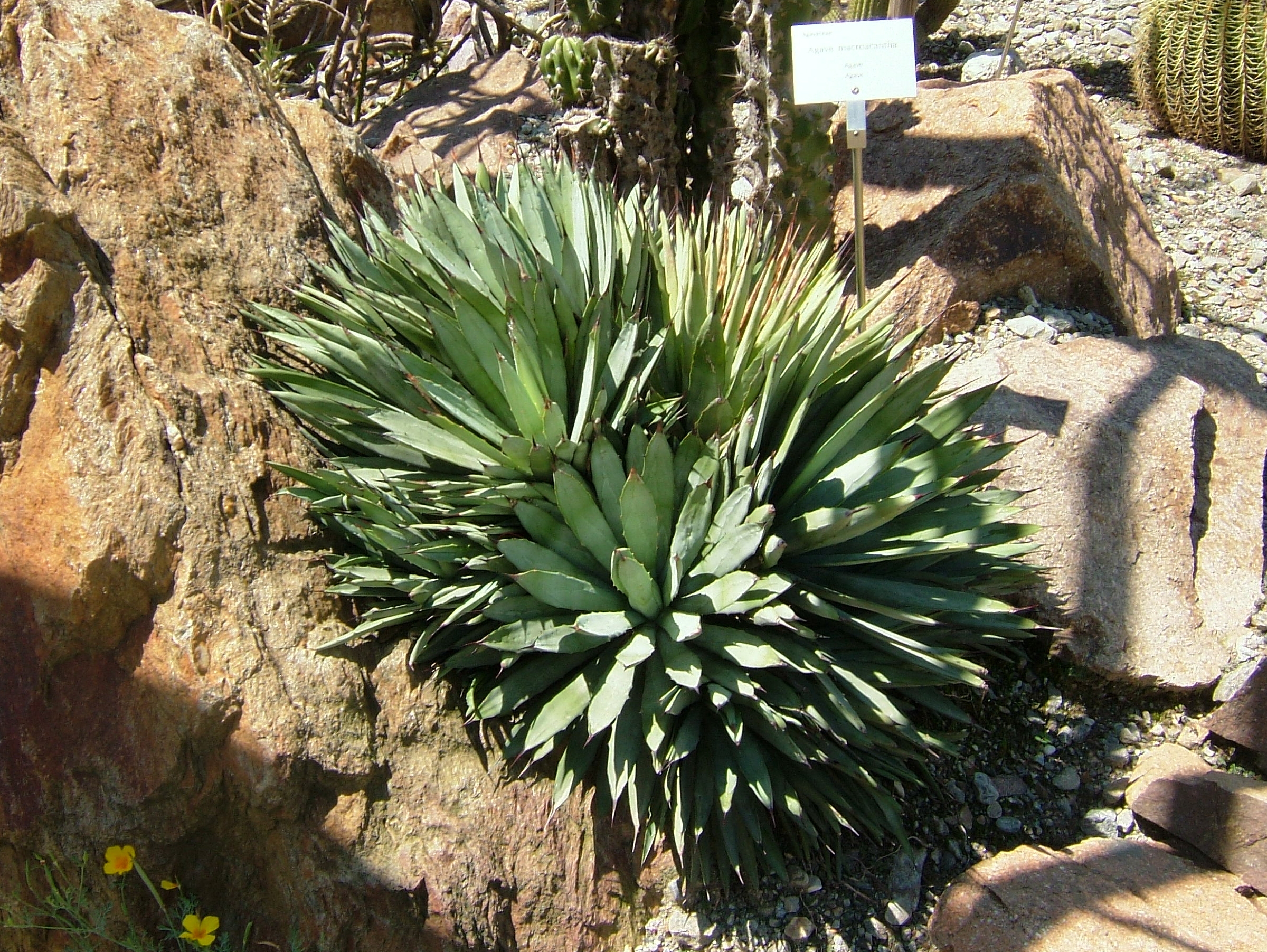 Agave macroacantha