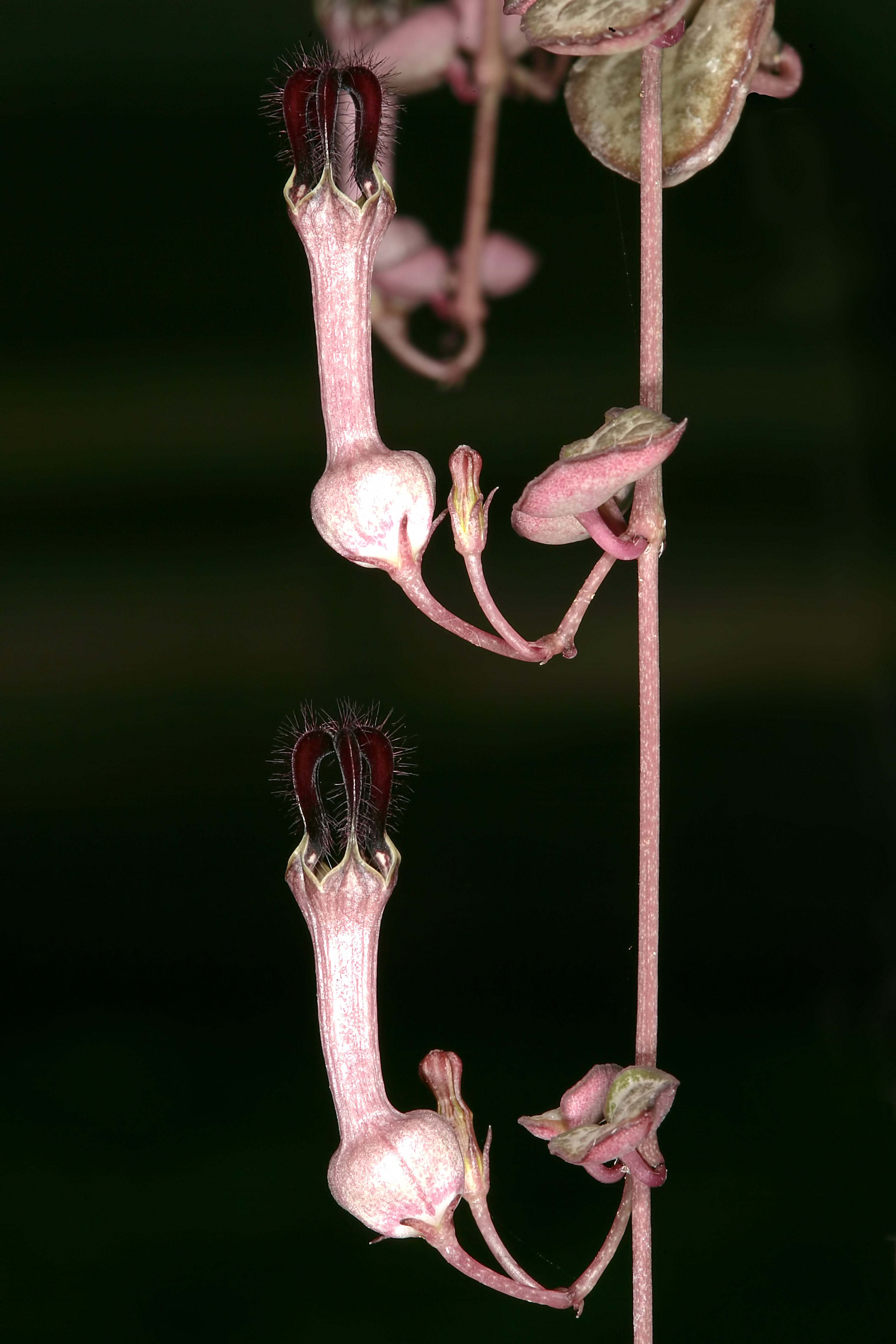 Ceropegia woodii