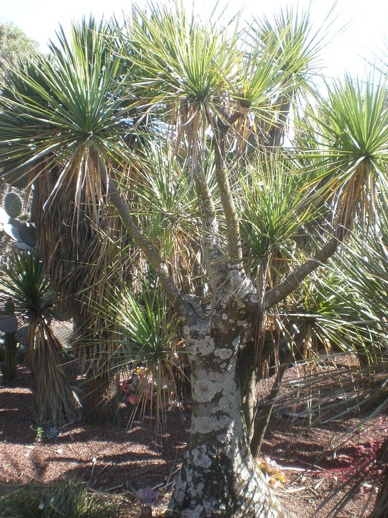 Beaucarnea hiriartiae