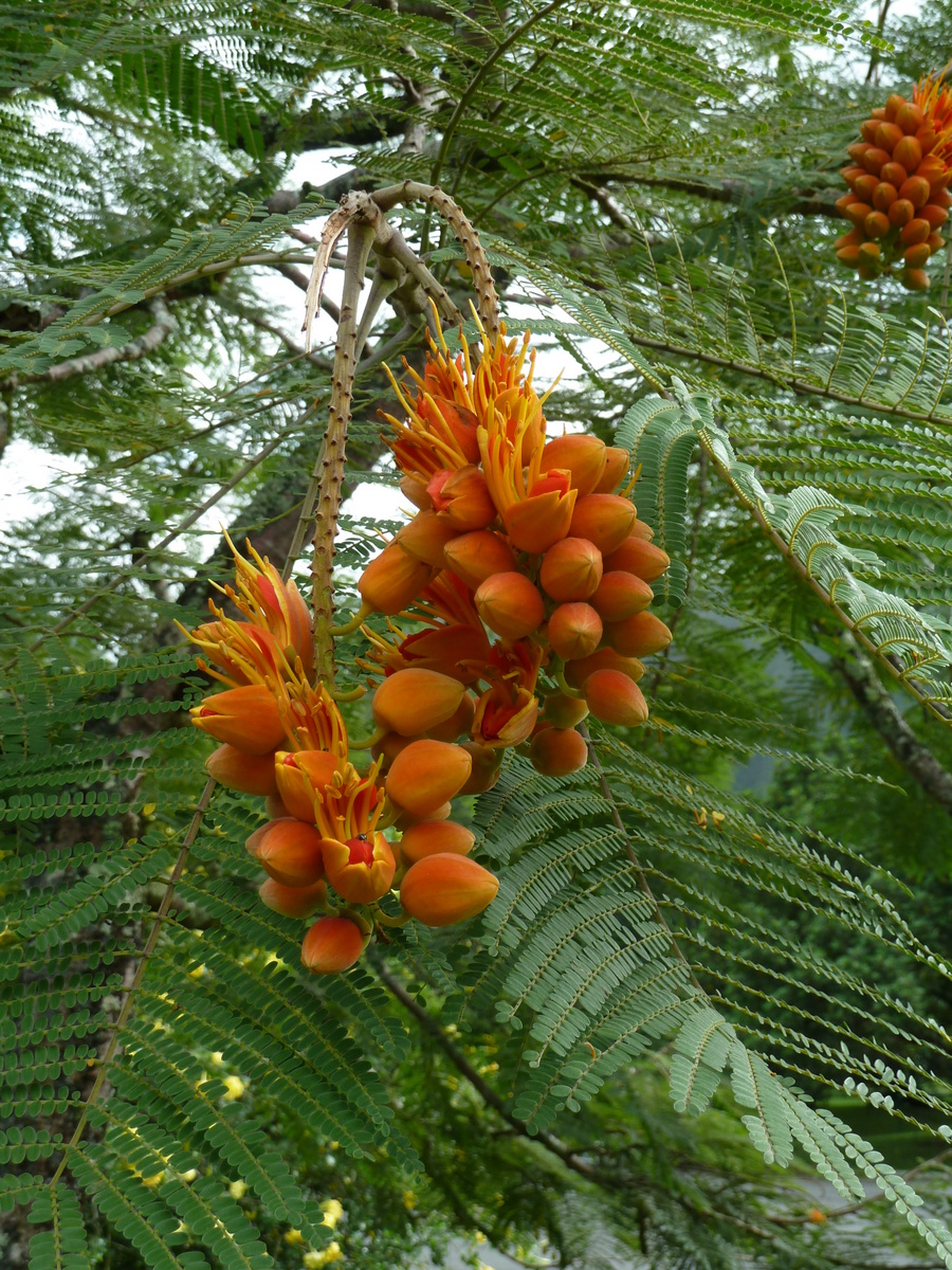 Colvillea racemosa