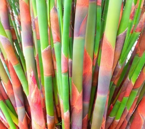 Cannomois grandis