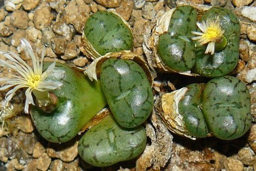Conophytum obcordellum declinatum