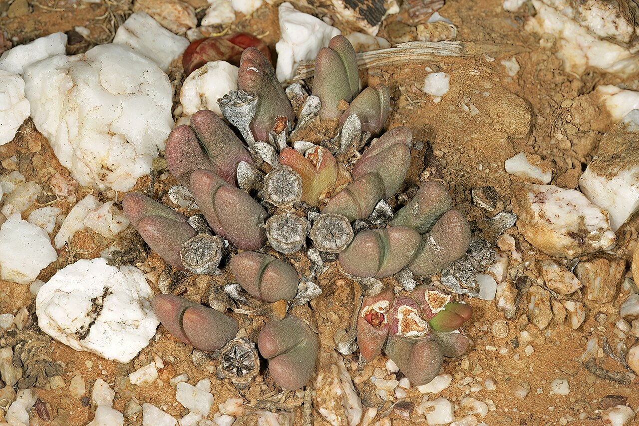 Antegibbaeum fissoides