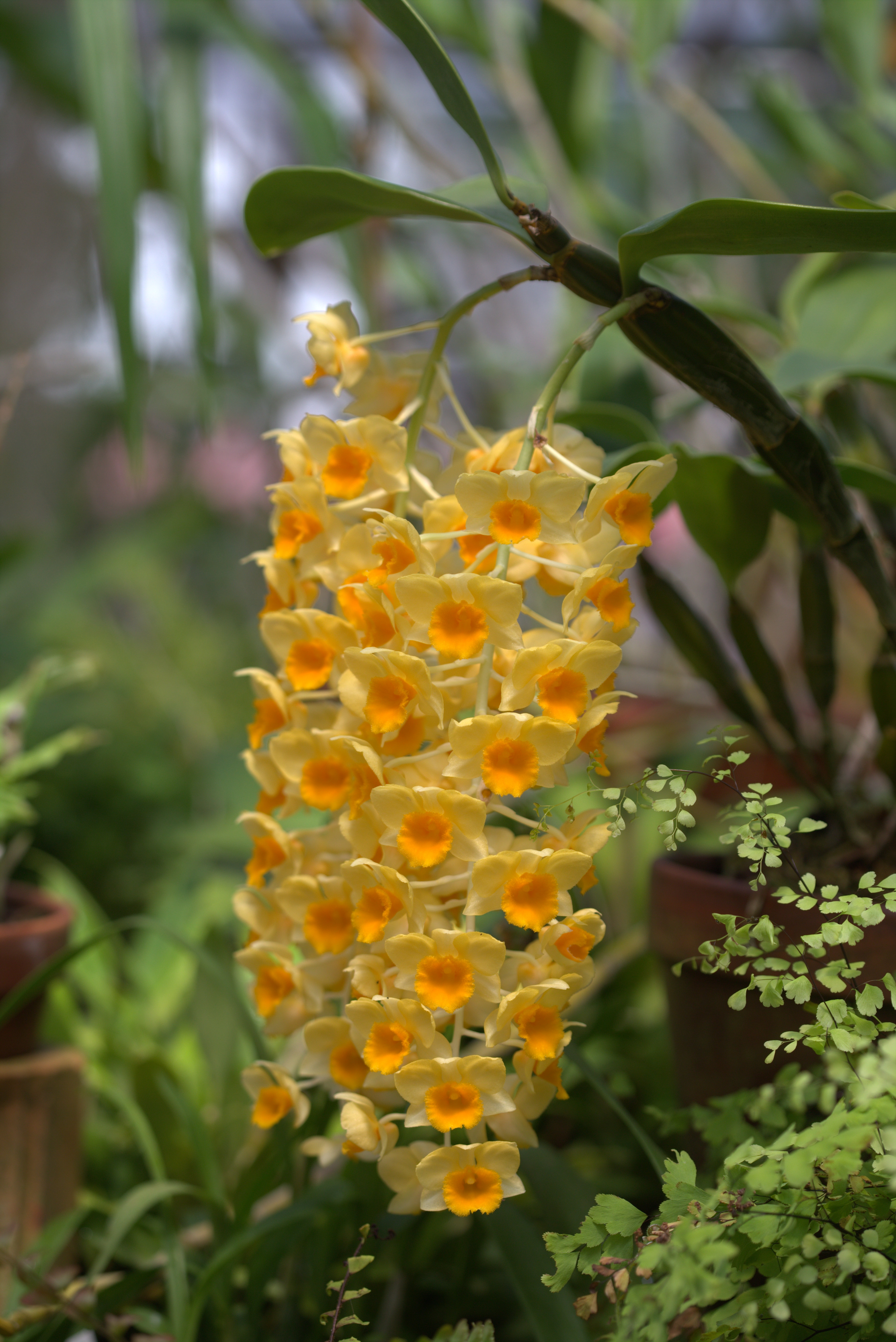 Dendrobium densiflorum