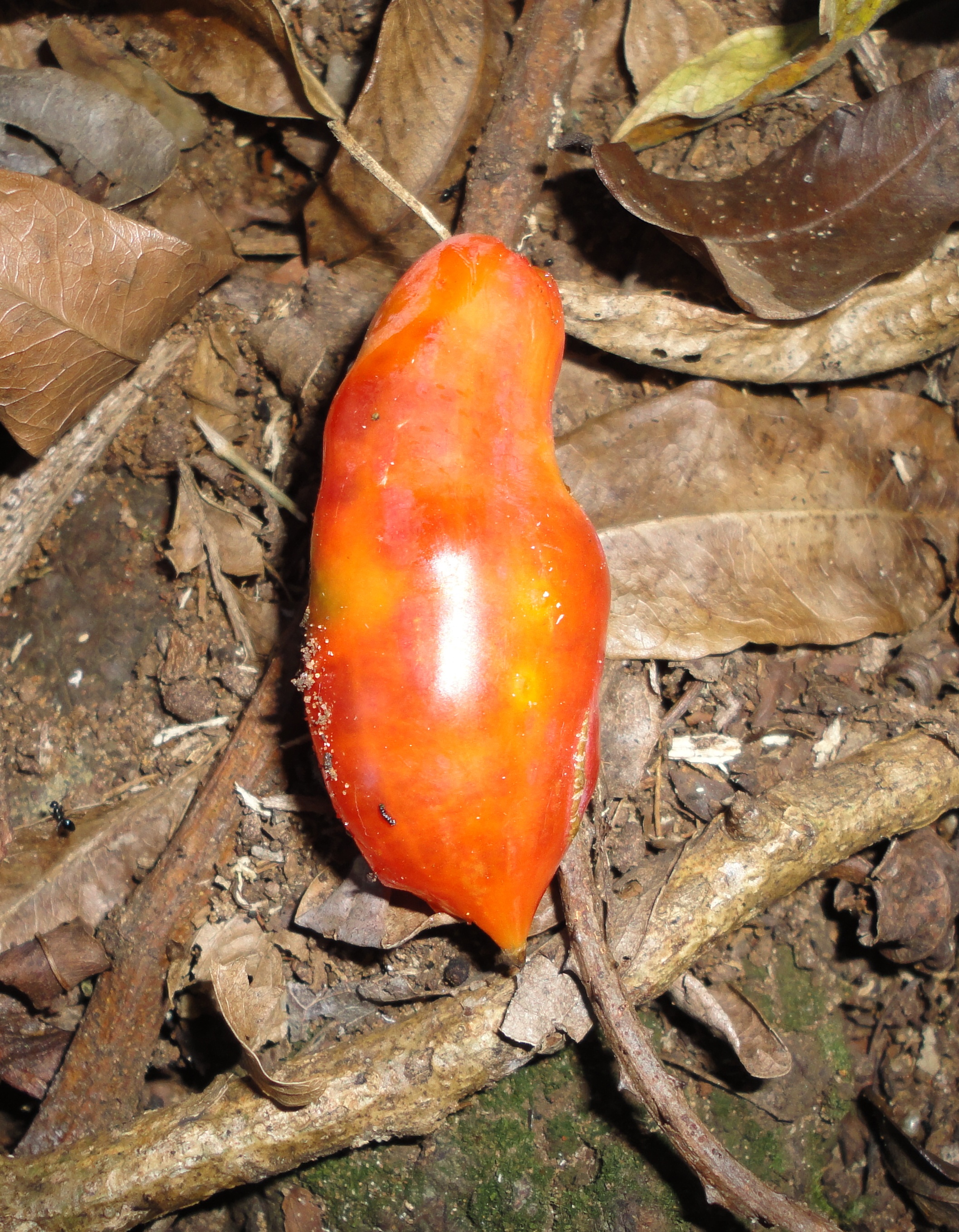 Coccinia palmata