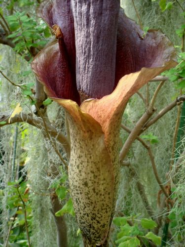 Amorphophallus konjac