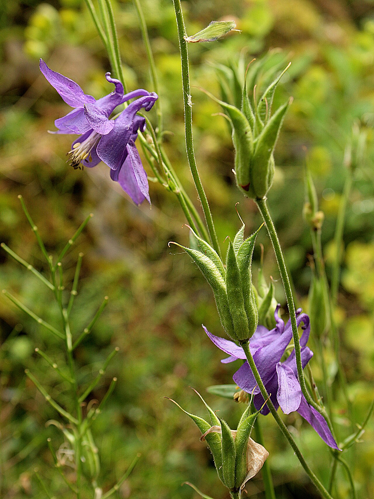 Aquilegia vulgaris