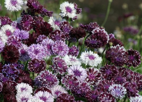 Centaurea cyanus Cornflower Classic Magic