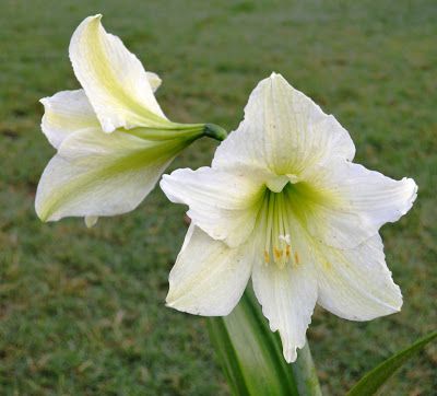Amaryllis white with yellow green centre
