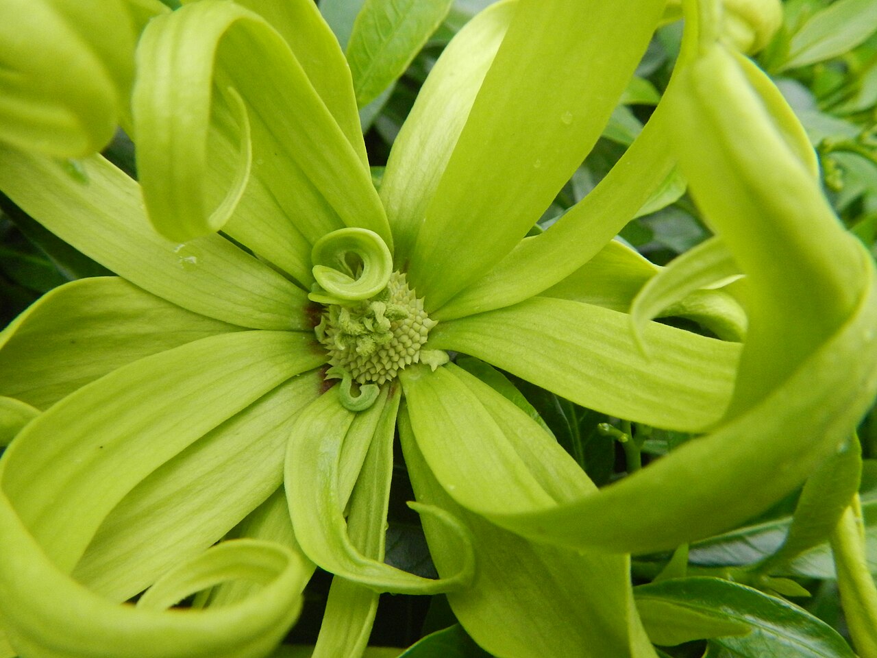 Cananga odorata