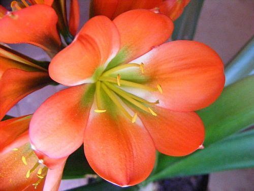 Clivia miniata Majenta bronze green centre