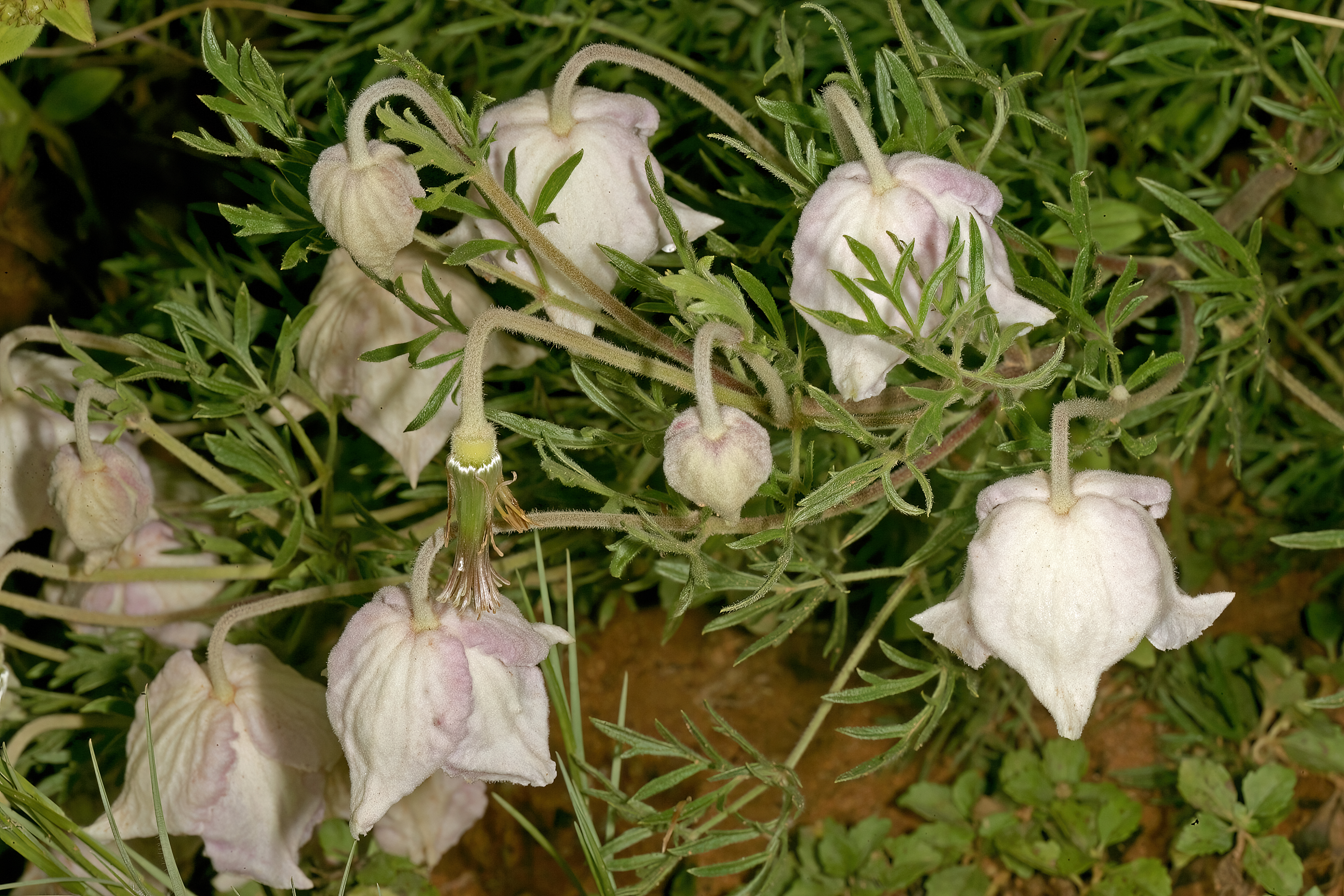 Clematis villosa