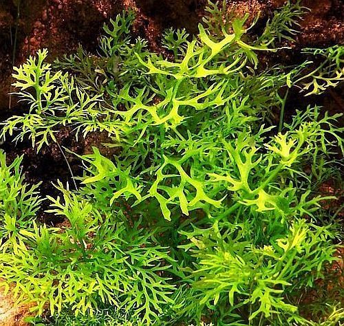 Ceratopteris thalictroides