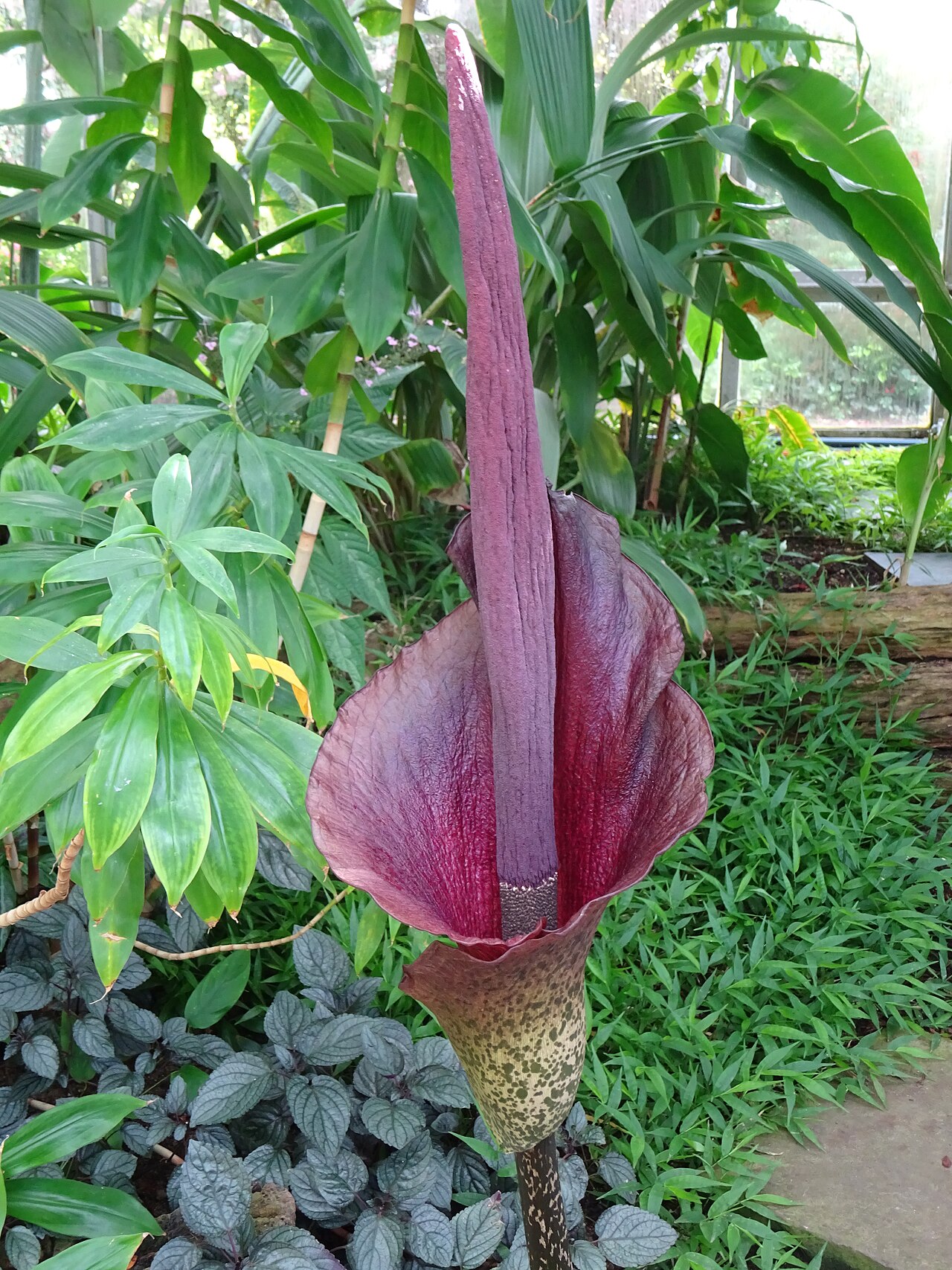 Amorphophallus konjac