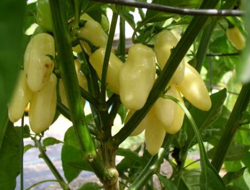 Chili Habanero White