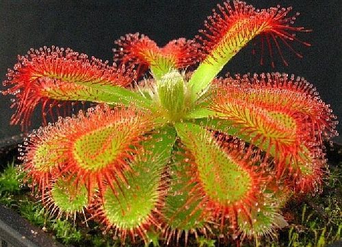 Drosera trinervia