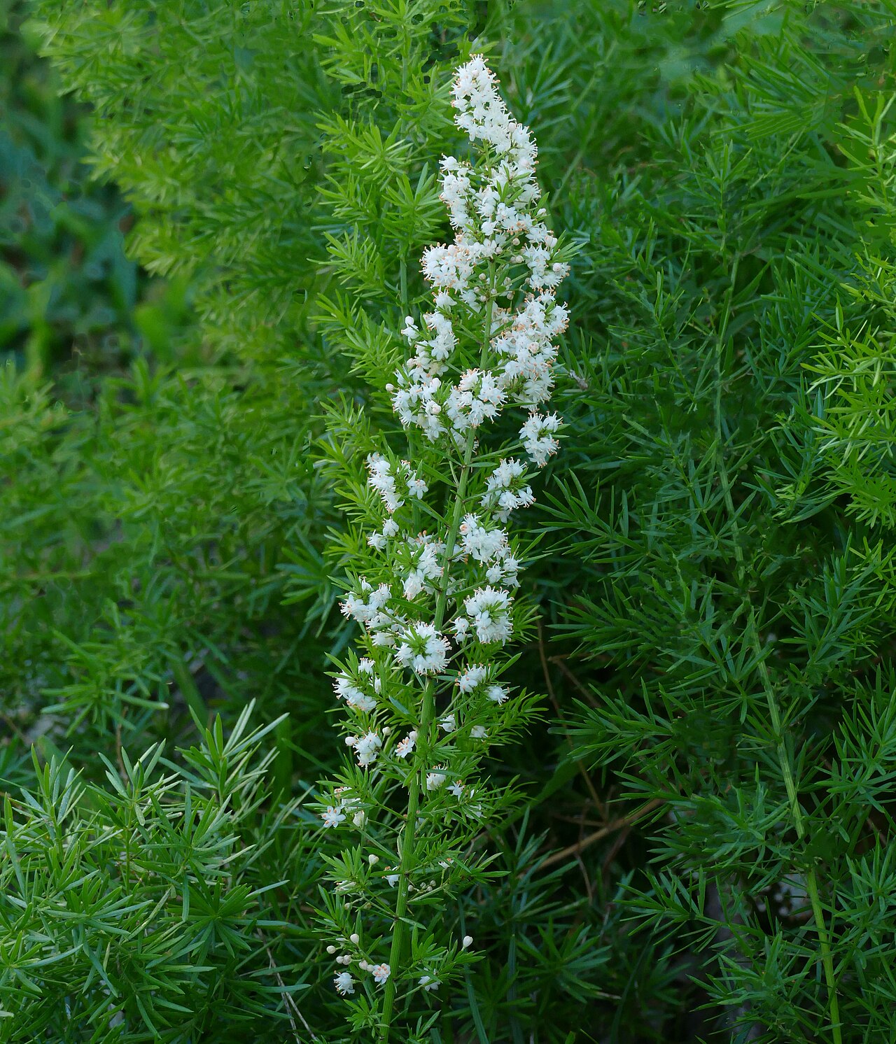 Asparagus densiflorus Sprengeri