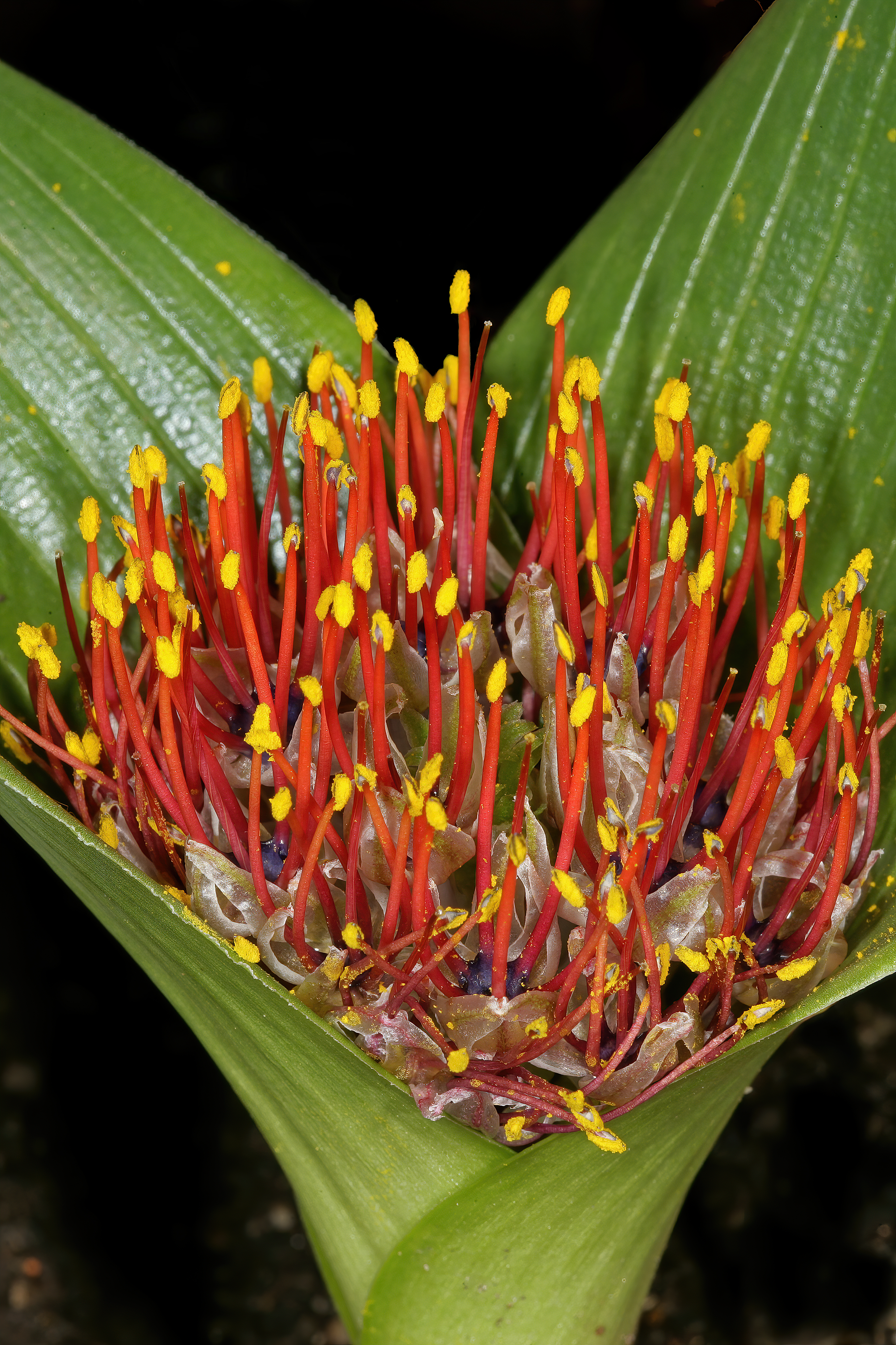 Daubenya zeyheri