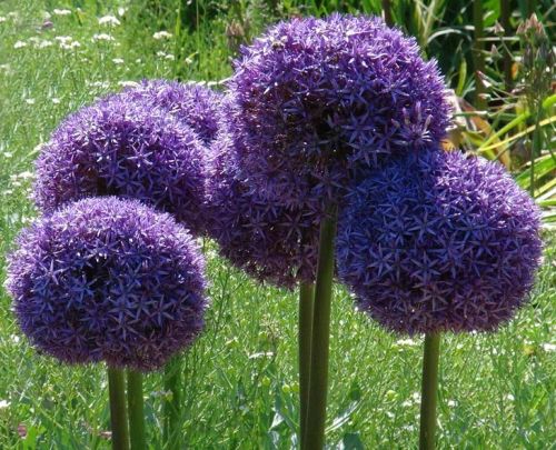 Allium giganteum