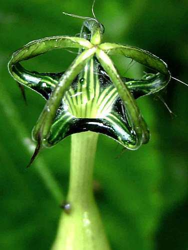 Ceropegia meyeri