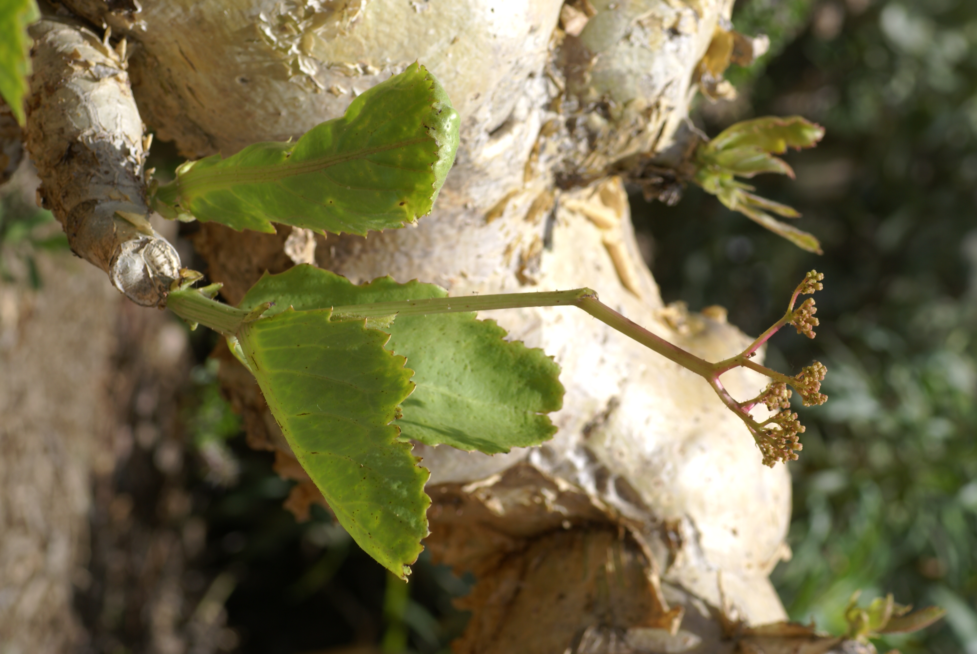 Cyphostemma bainesii