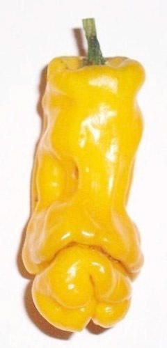 Chili Peter Pepper yellow