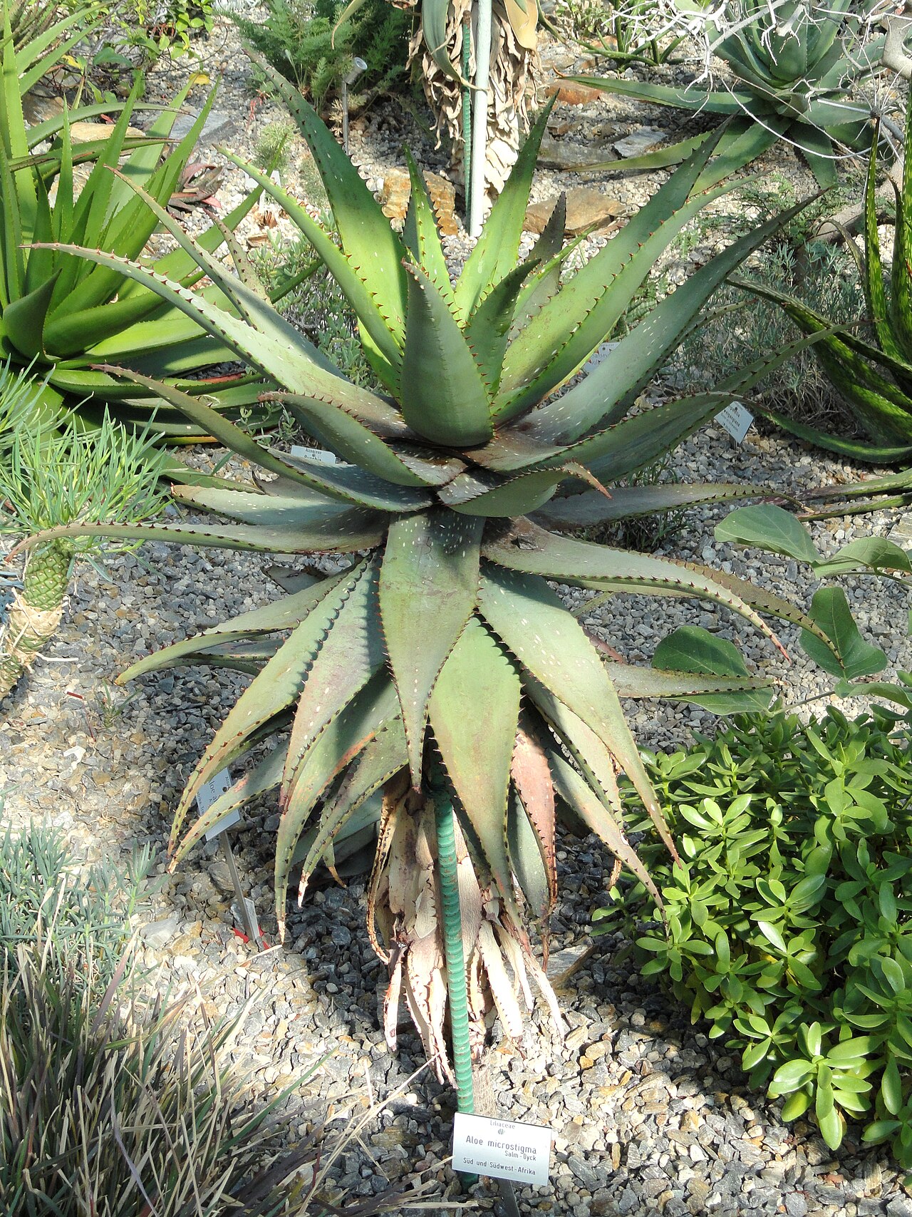 Aloe microstigma