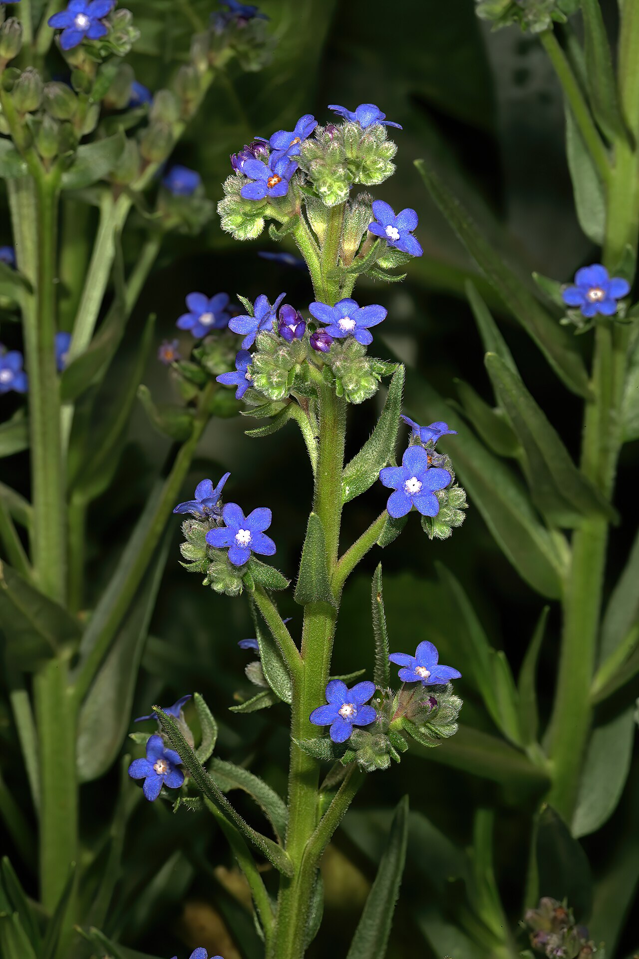 Anchusa capensis