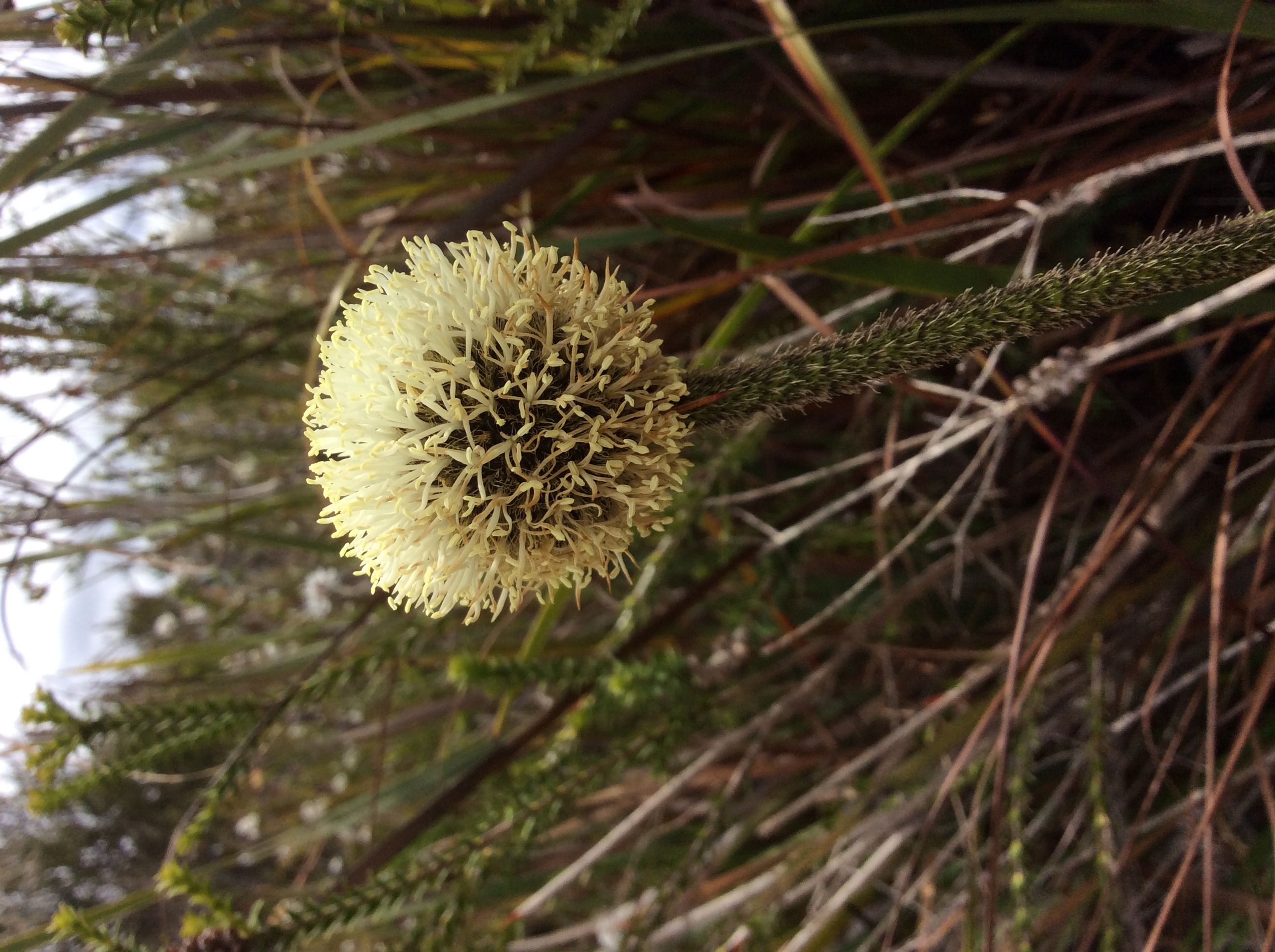 Dasypogon bromeliifolius