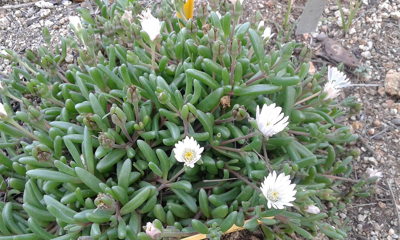 Delosperma karrooicum