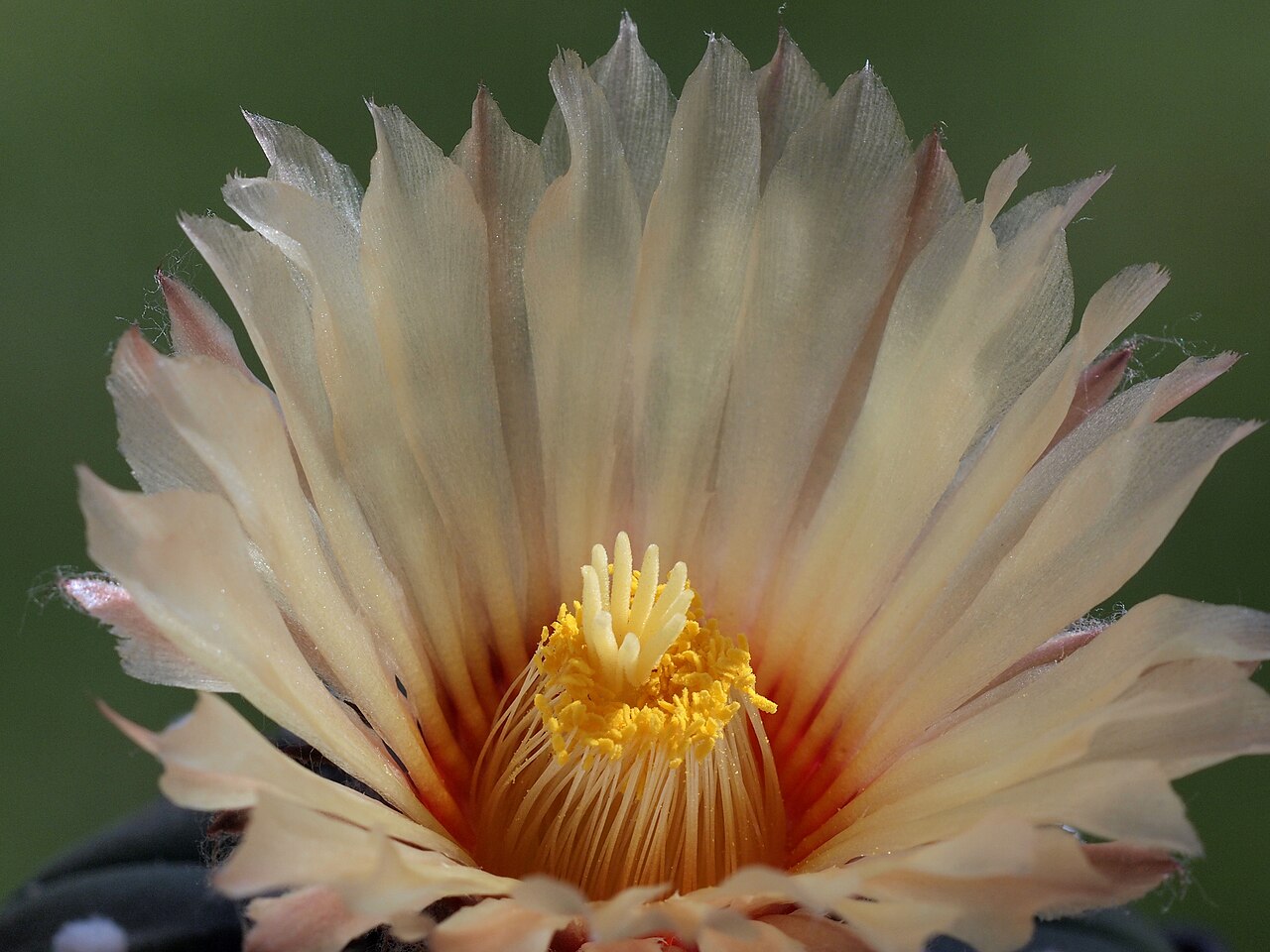 Astrophytum capricorne v. minor
